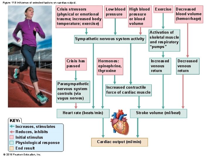 Figure 11. 9 Influence of selected factors on cardiac output. Crisis stressors (physical or