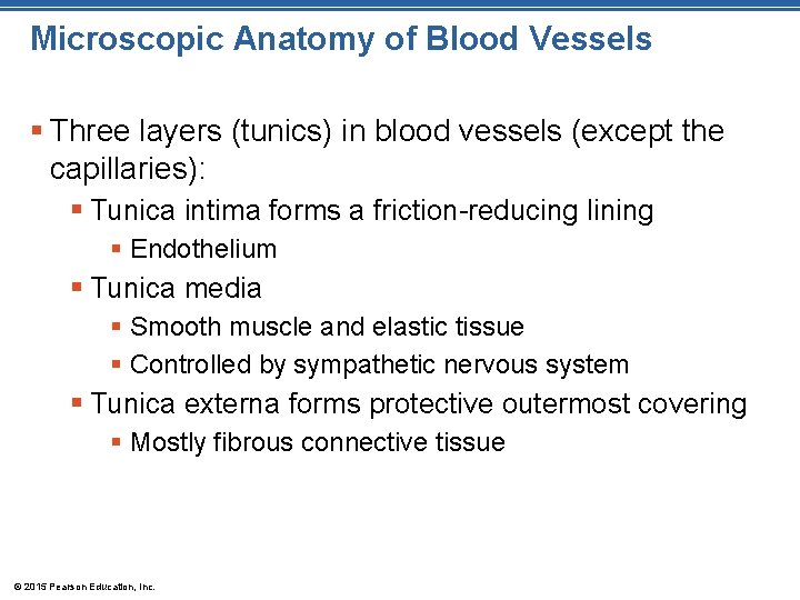 Microscopic Anatomy of Blood Vessels § Three layers (tunics) in blood vessels (except the
