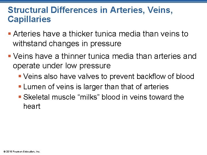 Structural Differences in Arteries, Veins, Capillaries § Arteries have a thicker tunica media than Structural Differences in Arteries, Veins, Capillaries § Arteries have a thicker tunica media than