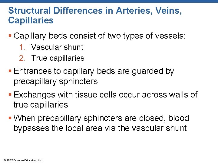 Structural Differences in Arteries, Veins, Capillaries § Capillary beds consist of two types of