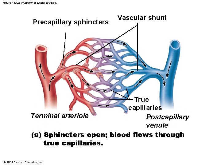 Figure 11. 12 a Anatomy of a capillary bed. Precapillary sphincters Vascular shunt True Figure 11. 12 a Anatomy of a capillary bed. Precapillary sphincters Vascular shunt True