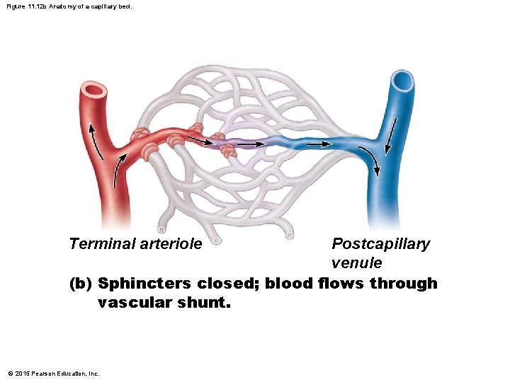 Figure 11. 12 b Anatomy of a capillary bed. Terminal arteriole Postcapillary venule (b) Figure 11. 12 b Anatomy of a capillary bed. Terminal arteriole Postcapillary venule (b)