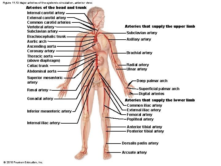 Figure 11. 13 Major arteries of the systemic circulation, anterior view. Arteries of the