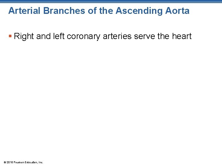Arterial Branches of the Ascending Aorta § Right and left coronary arteries serve the