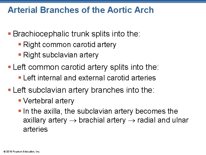 Arterial Branches of the Aortic Arch § Brachiocephalic trunk splits into the: § Right Arterial Branches of the Aortic Arch § Brachiocephalic trunk splits into the: § Right