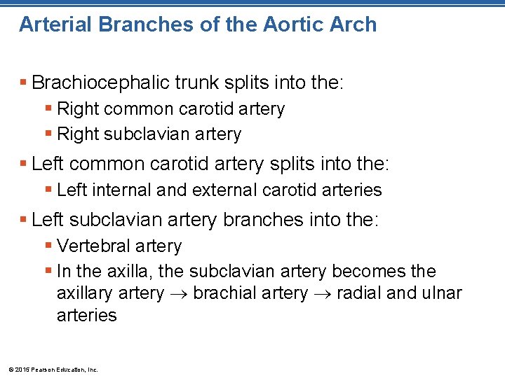 Arterial Branches of the Aortic Arch § Brachiocephalic trunk splits into the: § Right