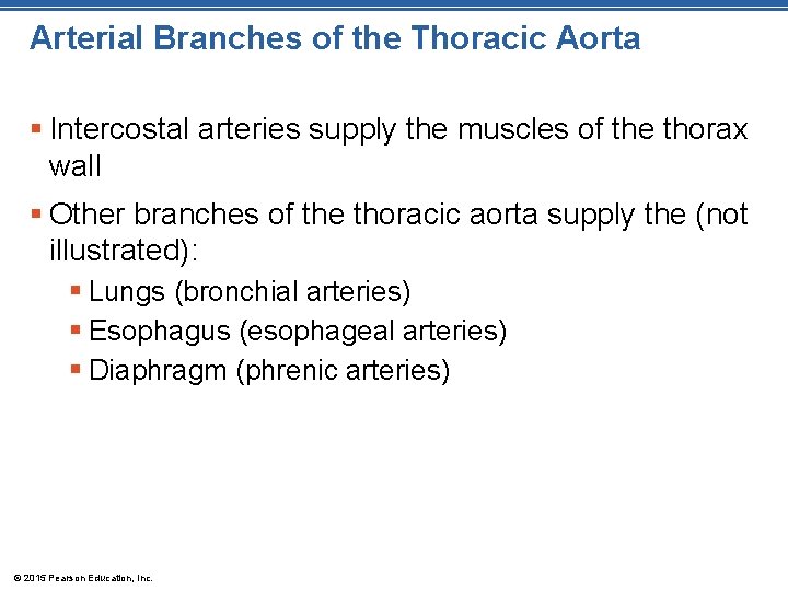 Arterial Branches of the Thoracic Aorta § Intercostal arteries supply the muscles of the