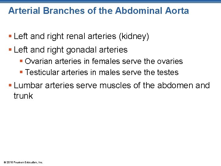 Arterial Branches of the Abdominal Aorta § Left and right renal arteries (kidney) § Arterial Branches of the Abdominal Aorta § Left and right renal arteries (kidney) §