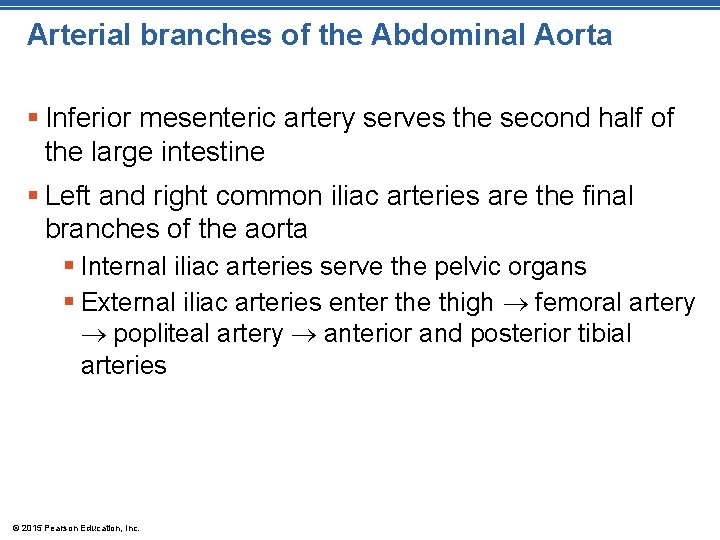 Arterial branches of the Abdominal Aorta § Inferior mesenteric artery serves the second half Arterial branches of the Abdominal Aorta § Inferior mesenteric artery serves the second half