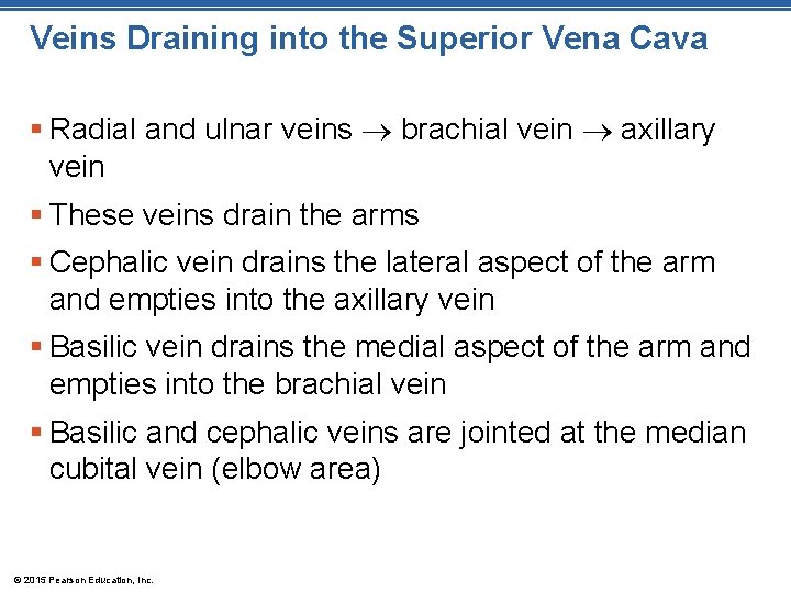 Veins Draining into the Superior Vena Cava § Radial and ulnar veins brachial vein
