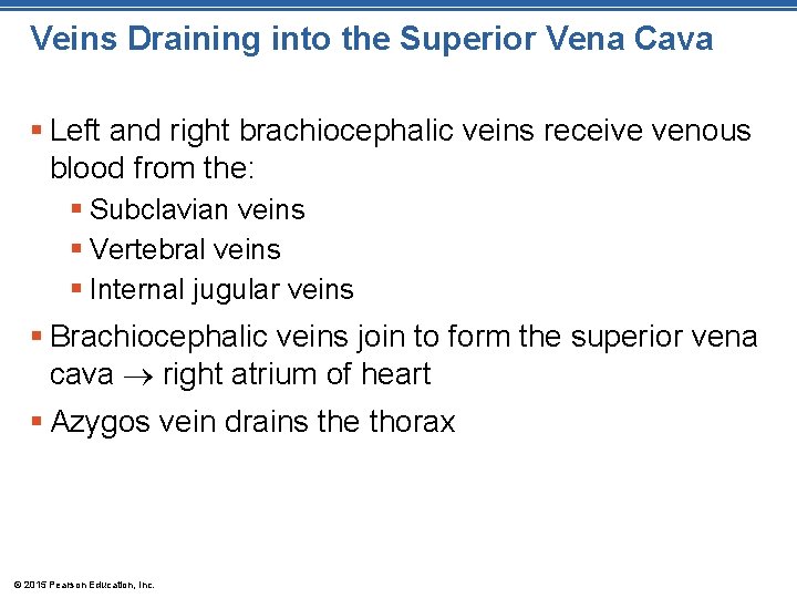 Veins Draining into the Superior Vena Cava § Left and right brachiocephalic veins receive