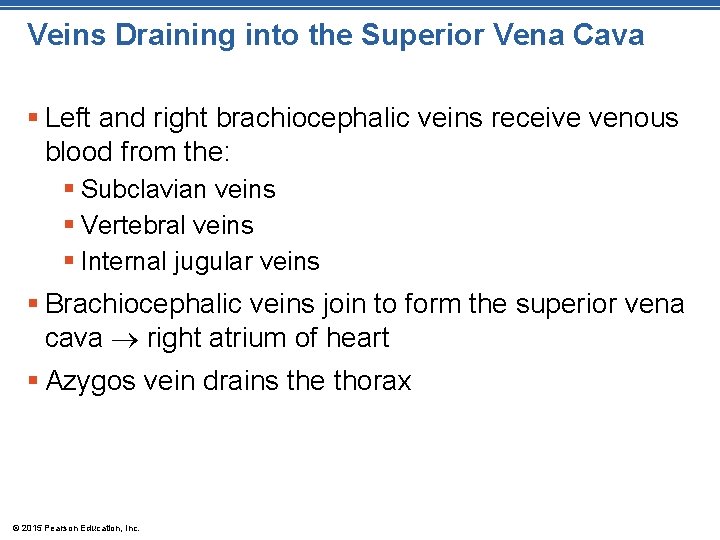 Veins Draining into the Superior Vena Cava § Left and right brachiocephalic veins receive Veins Draining into the Superior Vena Cava § Left and right brachiocephalic veins receive