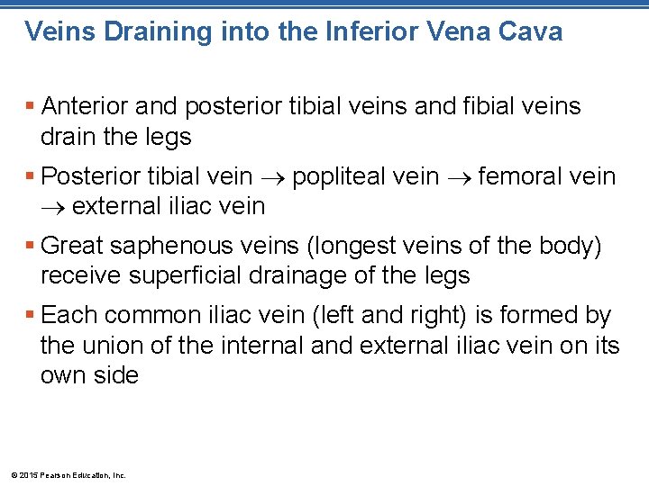 Veins Draining into the Inferior Vena Cava § Anterior and posterior tibial veins and