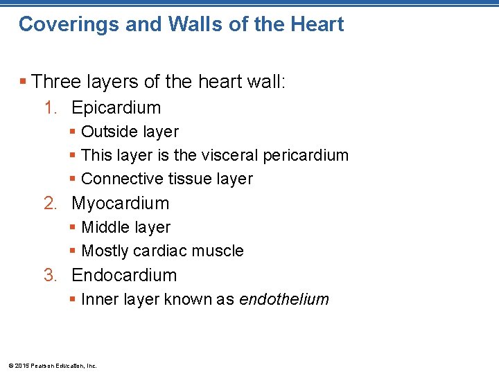 Coverings and Walls of the Heart § Three layers of the heart wall: 1. Coverings and Walls of the Heart § Three layers of the heart wall: 1.