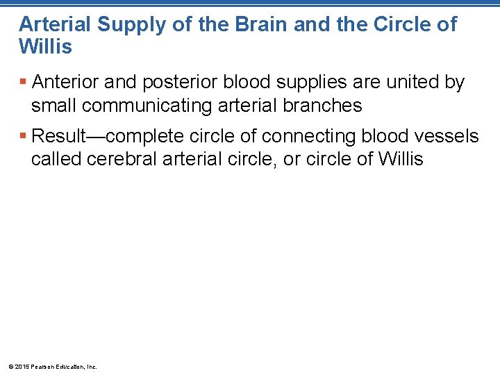 Arterial Supply of the Brain and the Circle of Willis § Anterior and posterior