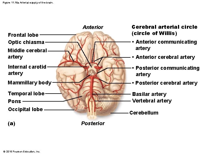 Figure 11. 15 a Arterial supply of the brain. Anterior Frontal lobe Optic chiasma
