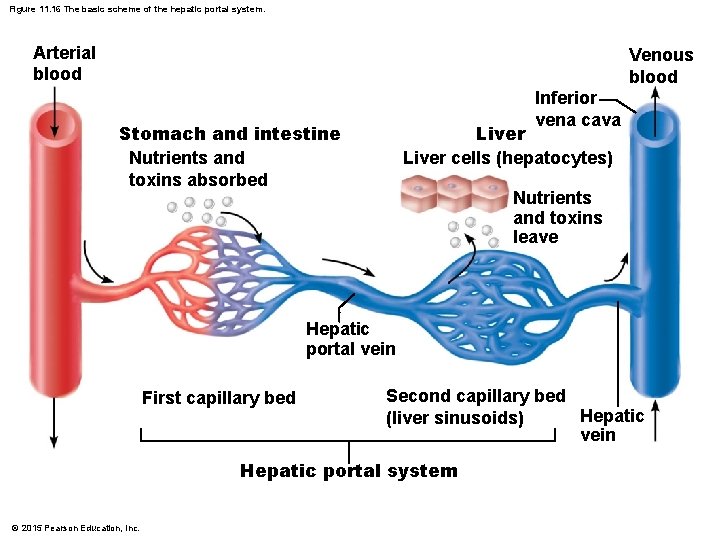Figure 11. 16 The basic scheme of the hepatic portal system. Arterial blood Venous