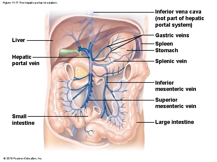 Figure 11. 17 The hepatic portal circulation. Inferior vena cava (not part of hepatic