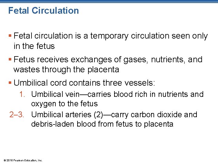 Fetal Circulation § Fetal circulation is a temporary circulation seen only in the fetus Fetal Circulation § Fetal circulation is a temporary circulation seen only in the fetus