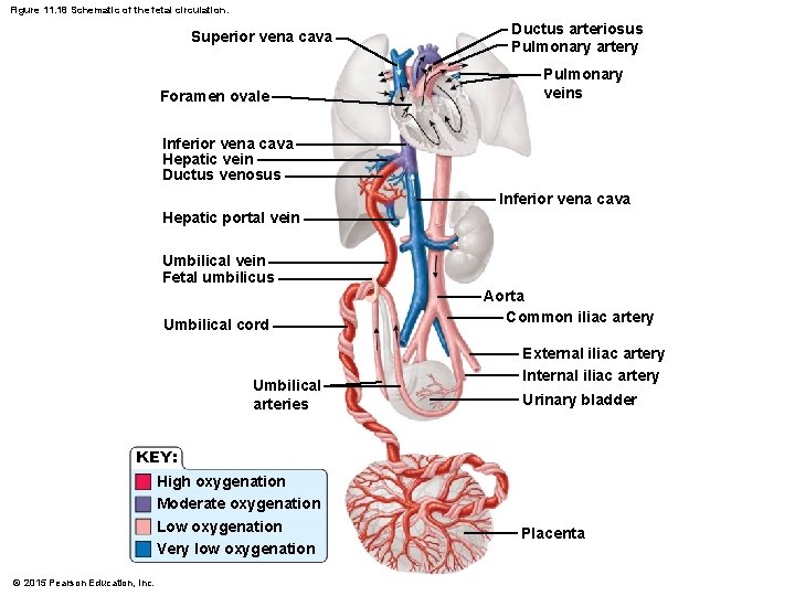 Figure 11. 18 Schematic of the fetal circulation. Superior vena cava Foramen ovale Ductus