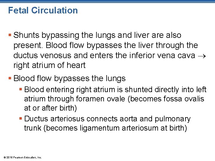 Fetal Circulation § Shunts bypassing the lungs and liver are also present. Blood flow