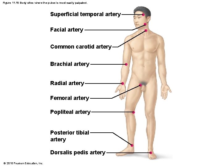 Figure 11. 19 Body sites where the pulse is most easily palpated. Superficial temporal