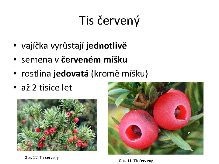 Tis červený • • vajíčka vyrůstají jednotlivě semena v červeném míšku rostlina jedovatá (kromě