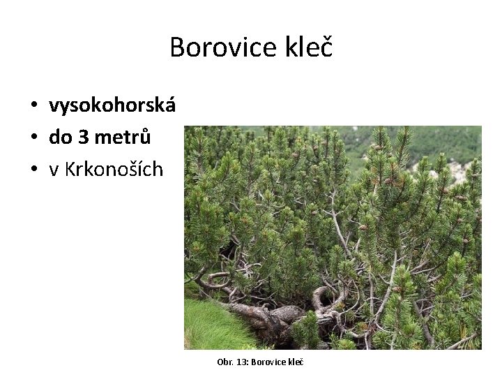 Borovice kleč • vysokohorská • do 3 metrů • v Krkonoších Obr. 13: Borovice