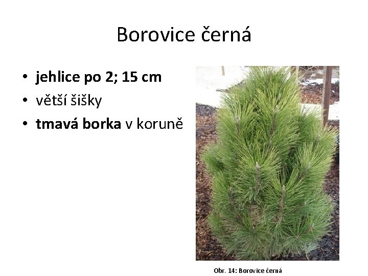 Borovice černá • jehlice po 2; 15 cm • větší šišky • tmavá borka