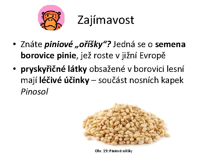 Zajímavost • Znáte piniové „oříšky“? Jedná se o semena borovice pinie, jež roste v