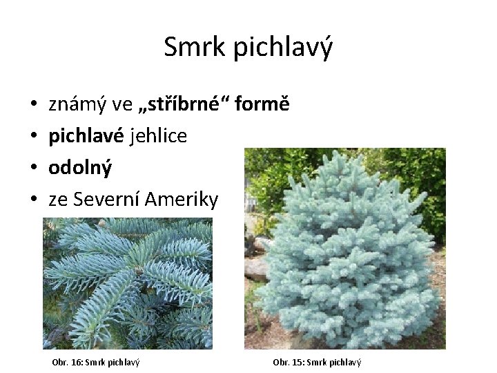 Smrk pichlavý • • známý ve „stříbrné“ formě pichlavé jehlice odolný ze Severní Ameriky