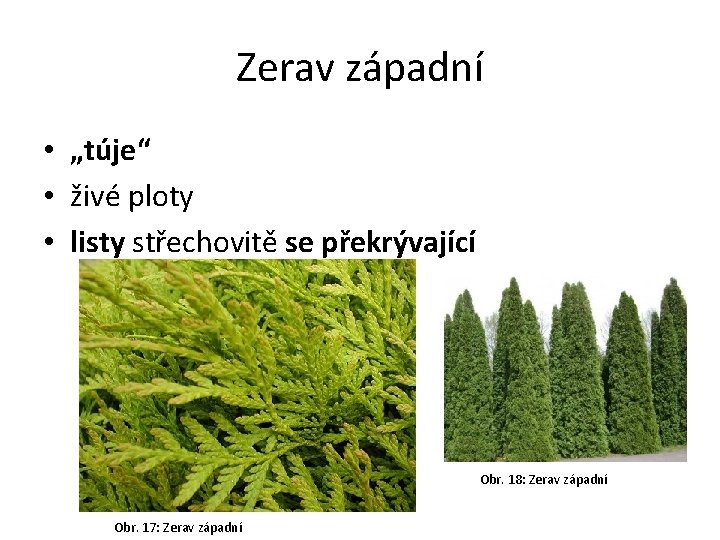 Zerav západní • „túje“ • živé ploty • listy střechovitě se překrývající Obr. 18: