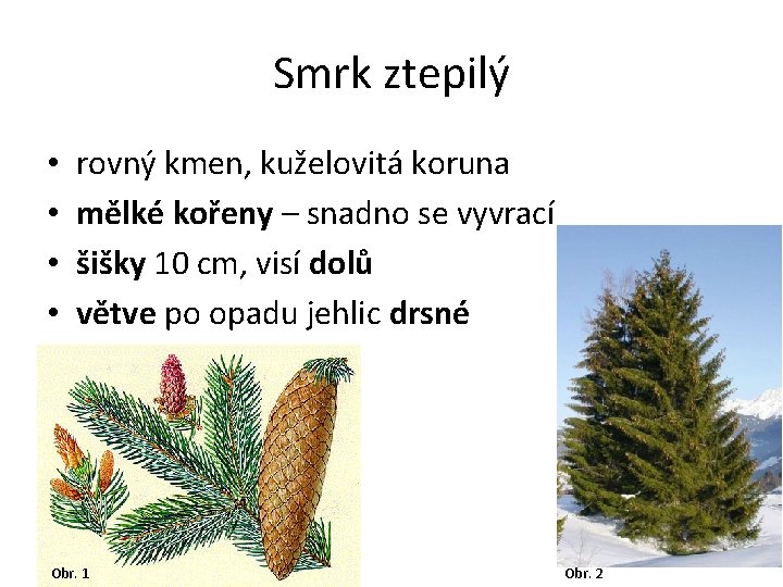 Smrk ztepilý • • rovný kmen, kuželovitá koruna mělké kořeny – snadno se vyvrací