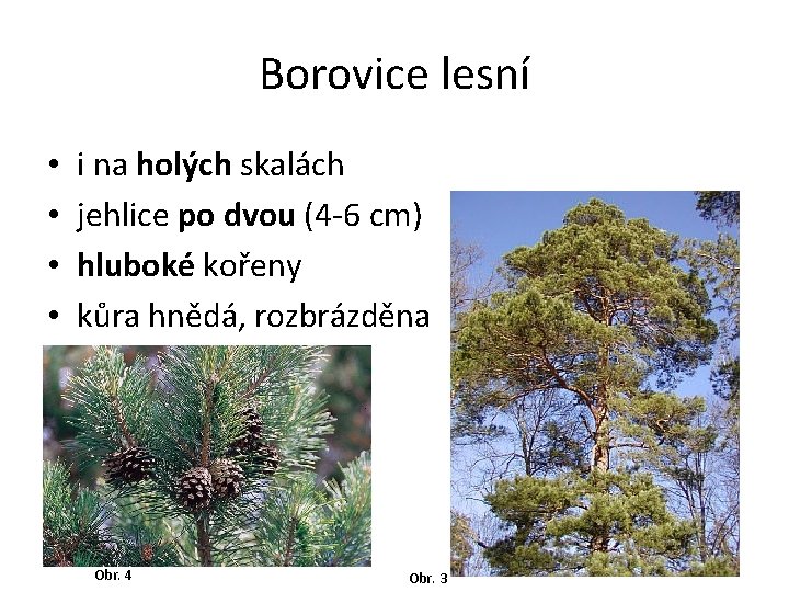 Borovice lesní • • i na holých skalách jehlice po dvou (4 -6 cm)