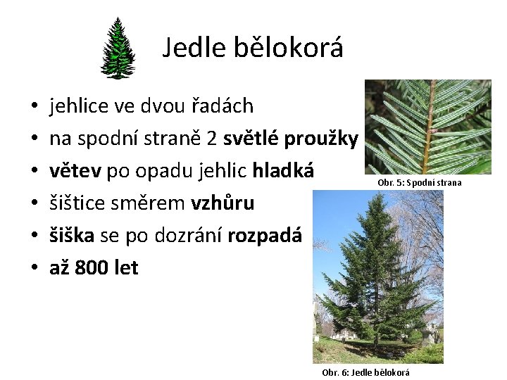 Jedle bělokorá • • • jehlice ve dvou řadách na spodní straně 2 světlé