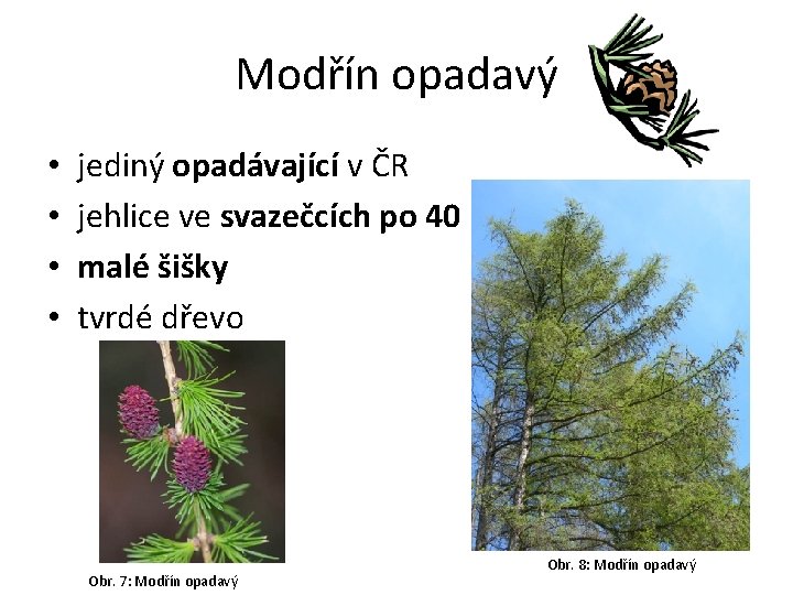 Modřín opadavý • • jediný opadávající v ČR jehlice ve svazečcích po 40 malé