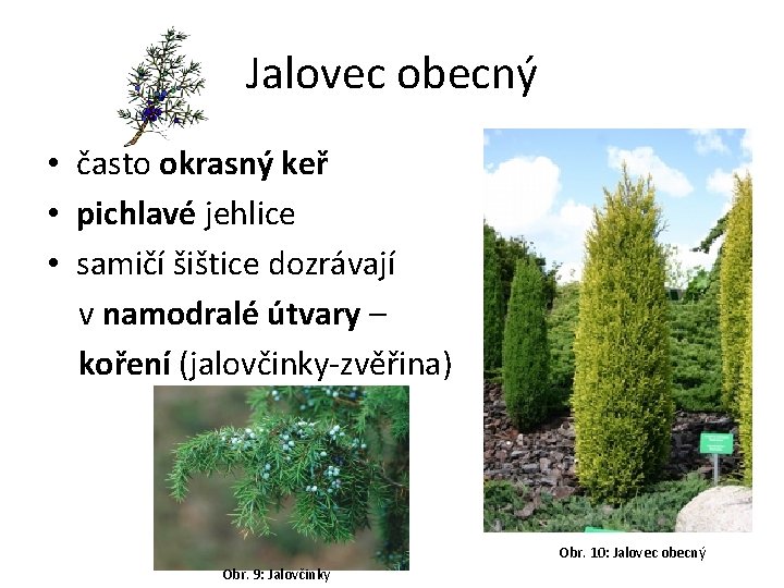 Jalovec obecný • často okrasný keř • pichlavé jehlice • samičí šištice dozrávají v