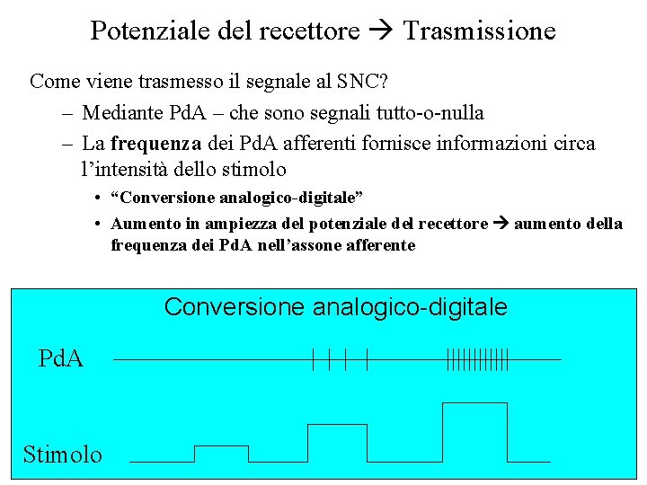 Potenziale del recettore Trasmissione Come viene trasmesso il segnale al SNC? – Mediante Pd.