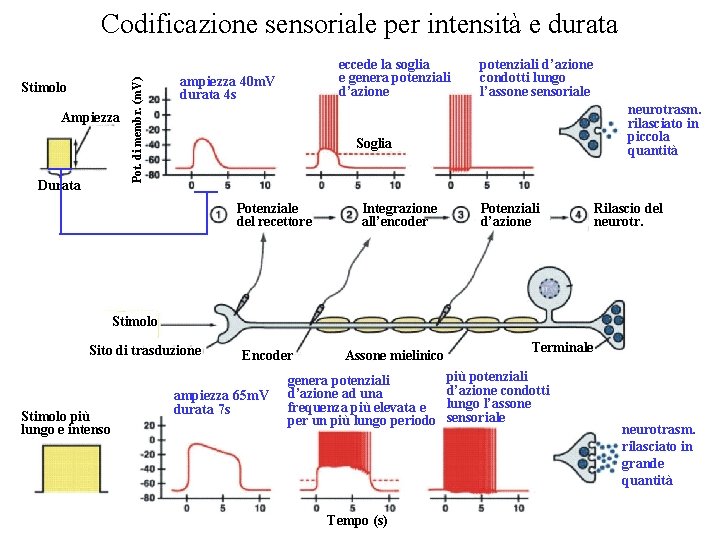 Stimolo Ampiezza Durata Pot. di membr. (m. V) Codificazione sensoriale per intensità e durata