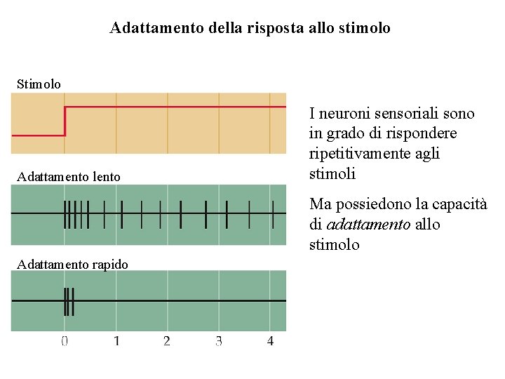 Adattamento della risposta allo stimolo Stimolo Adattamento lento I neuroni sensoriali sono in grado