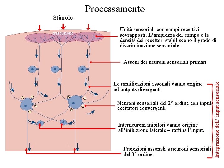 Processamento Stimolo Unità sensoriali con campi recettivi sovrapposti. L’ampiezza del campo e la densità