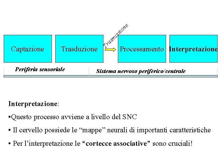 m iss io ne as Trasduzione Periferia sensoriale Tr Captazione Processamento Interpretazione Sistema nervoso