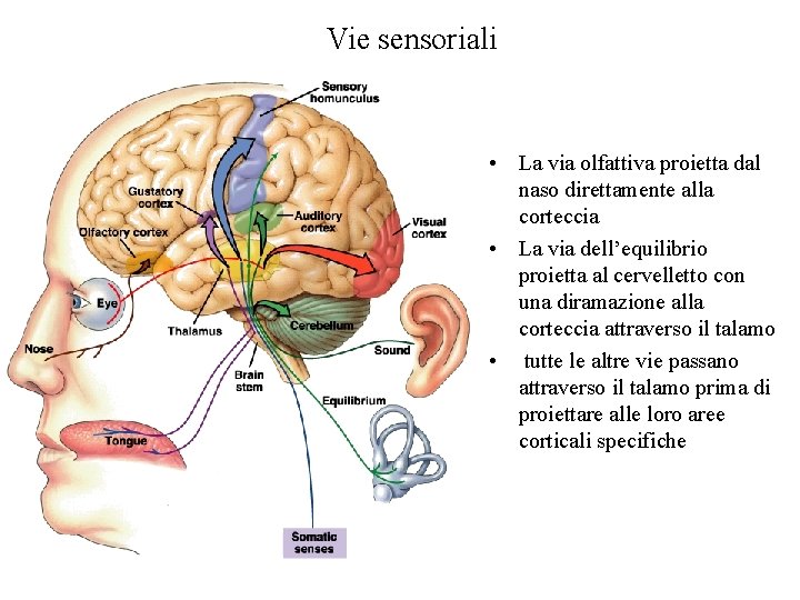 Vie sensoriali • La via olfattiva proietta dal naso direttamente alla corteccia • La