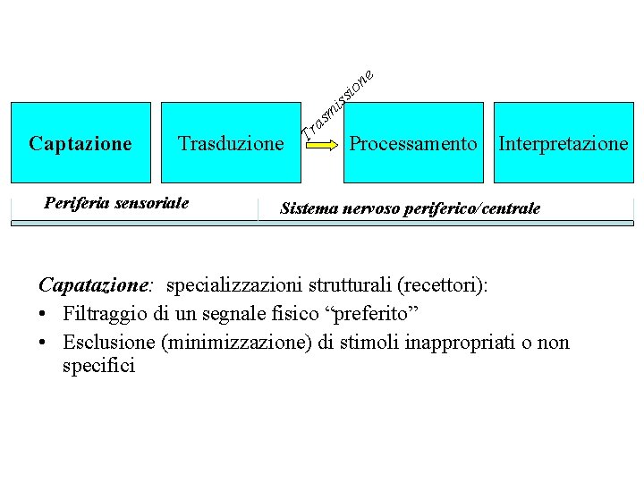 m iss io ne as Trasduzione Periferia sensoriale Tr Captazione Processamento Interpretazione Sistema nervoso