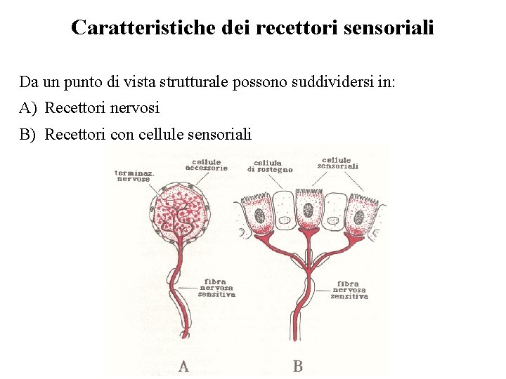 Caratteristiche dei recettori sensoriali Da un punto di vista strutturale possono suddividersi in: A)
