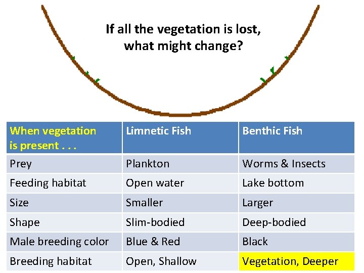 If all the vegetation is lost, what might change? When vegetation is present. .