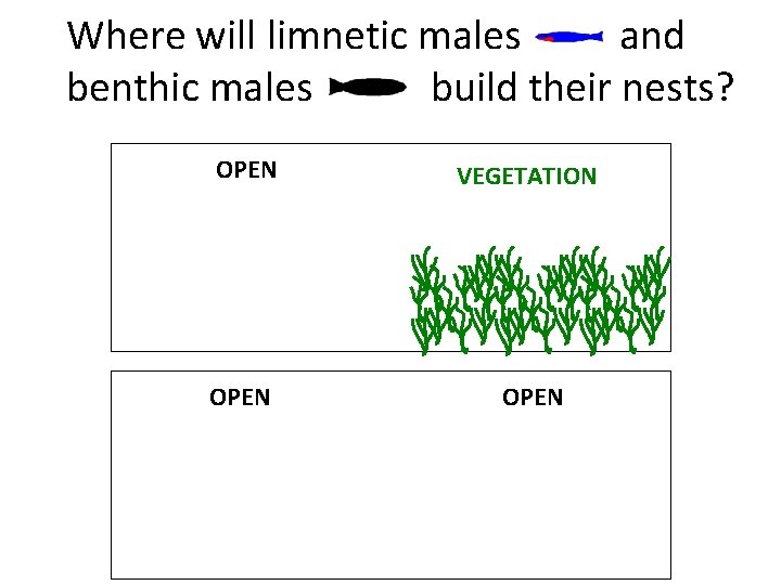 Where will limnetic males and benthic males build their nests? OPEN VEGETATION OPEN 