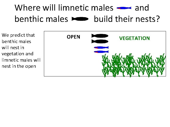 Where will limnetic males and benthic males build their nests? We predict that benthic