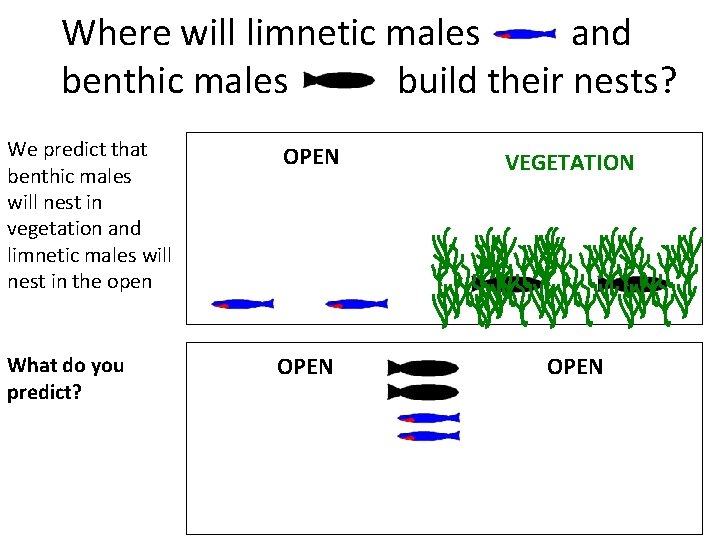 Where will limnetic males and benthic males build their nests? We predict that benthic