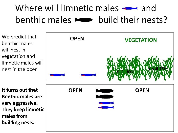 Where will limnetic males and benthic males build their nests? We predict that benthic